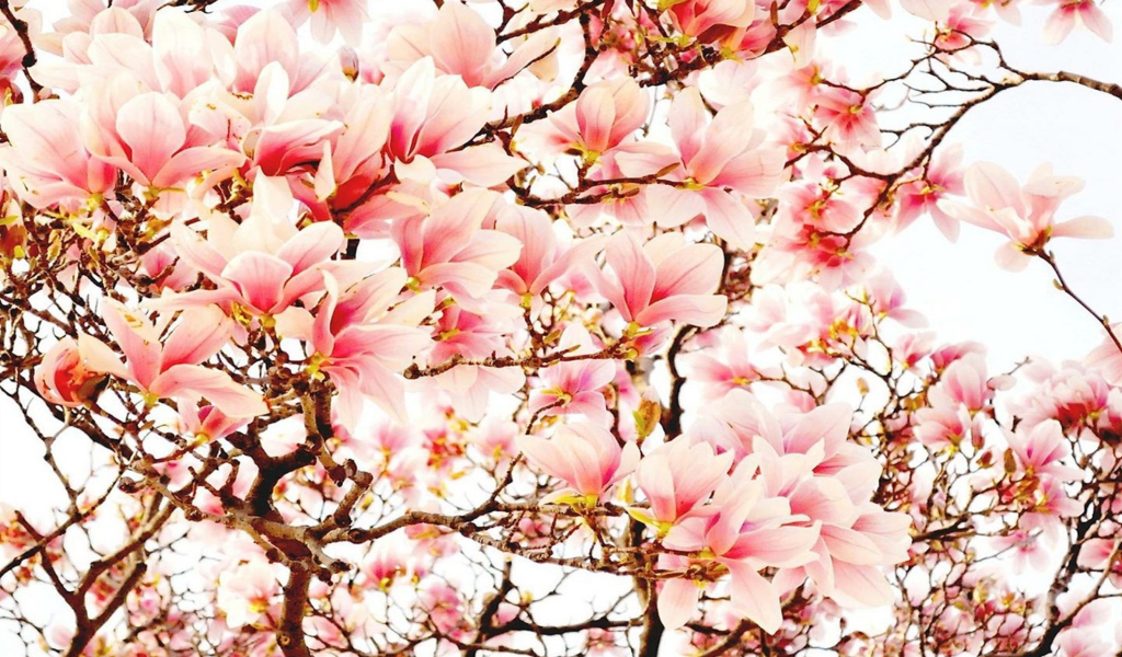 Pink Spring Flowers screenshot #1 1024x600