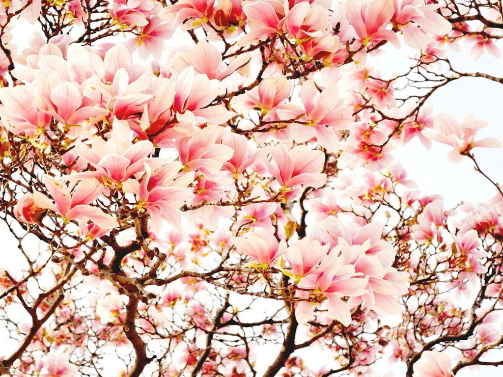 Pink Spring Flowers screenshot #1 1024x768