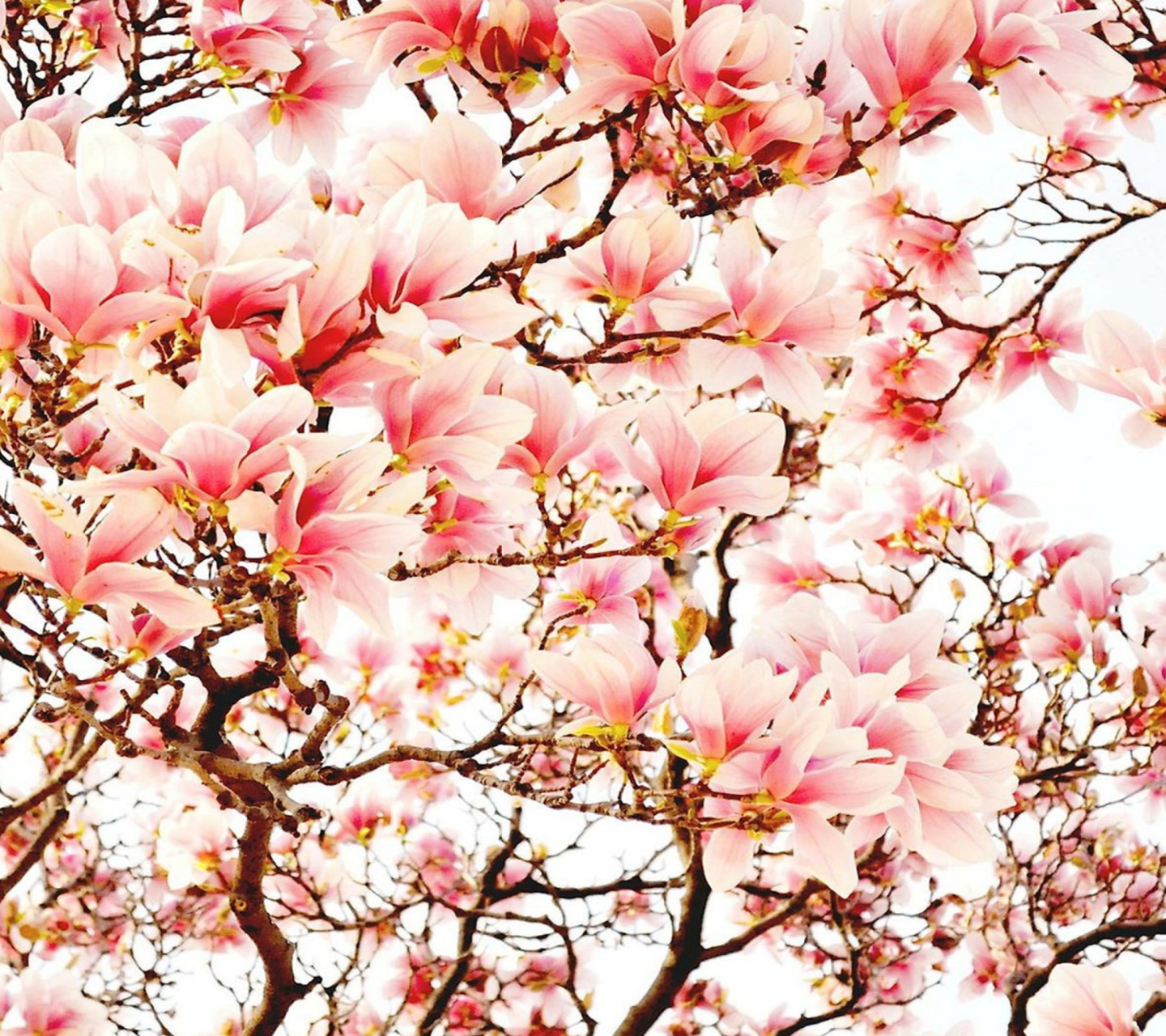 Pink Spring Flowers wallpaper 1440x1280