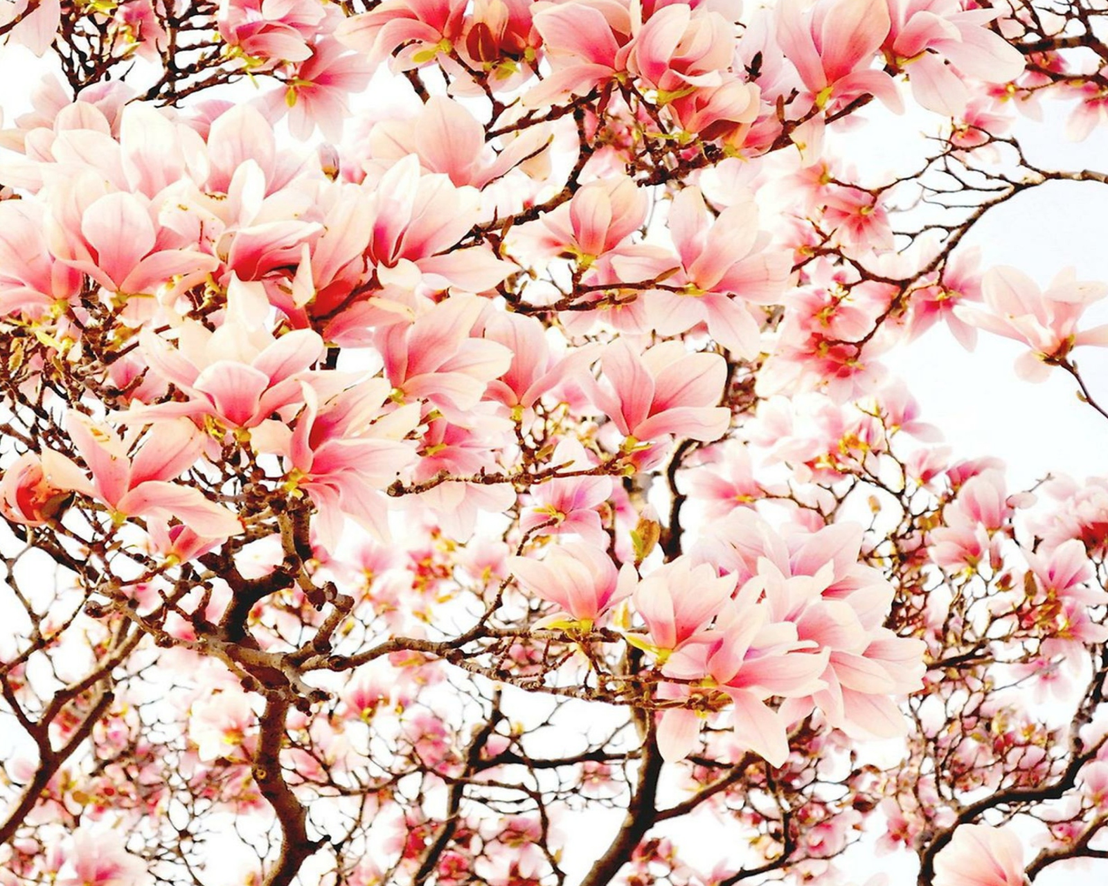 Screenshot №1 pro téma Pink Spring Flowers 1600x1280