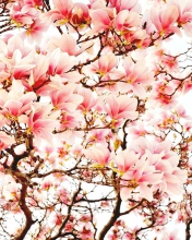 Screenshot №1 pro téma Pink Spring Flowers 176x220