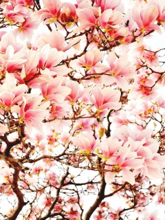 Pink Spring Flowers wallpaper 240x320