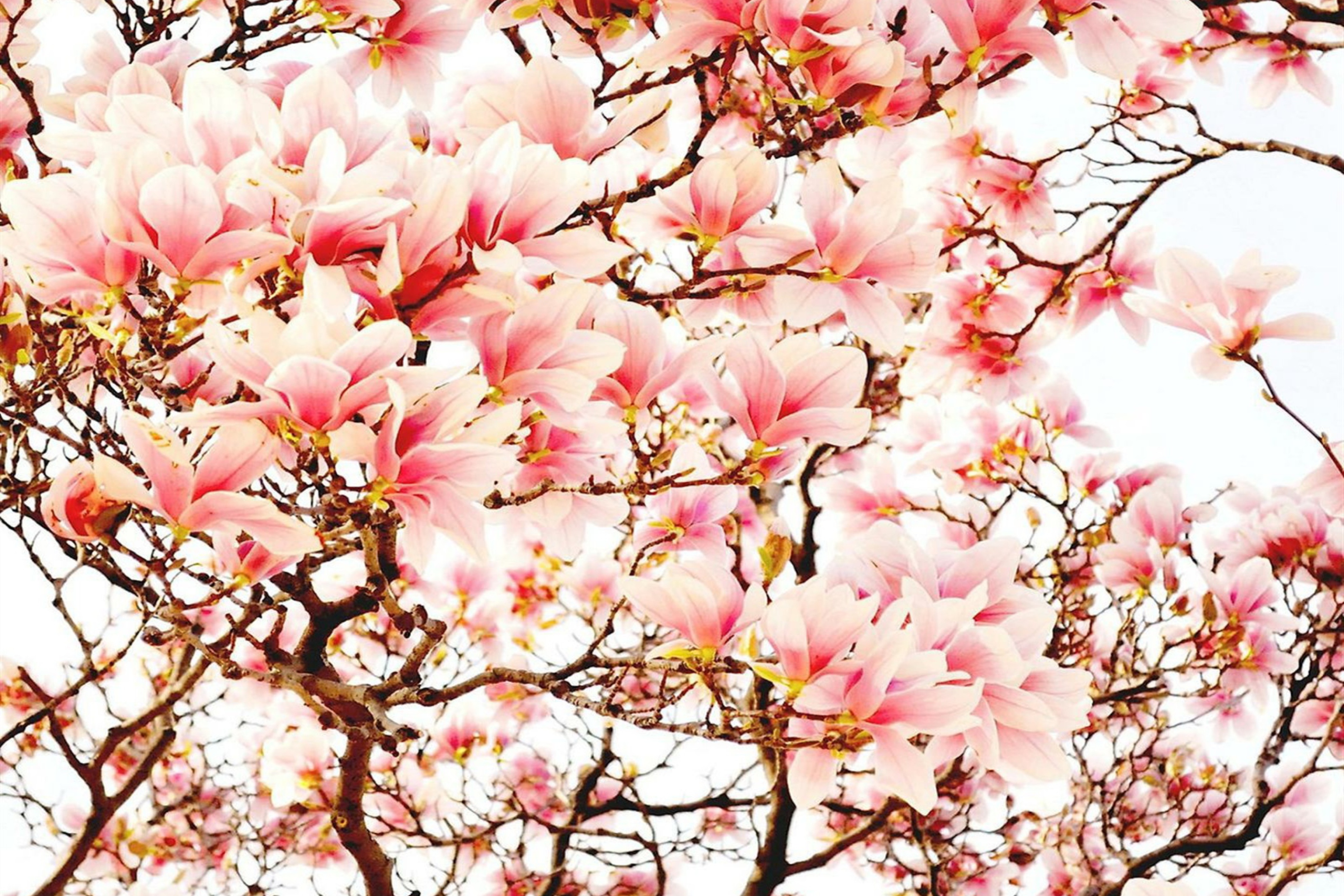Sfondi Pink Spring Flowers 2880x1920