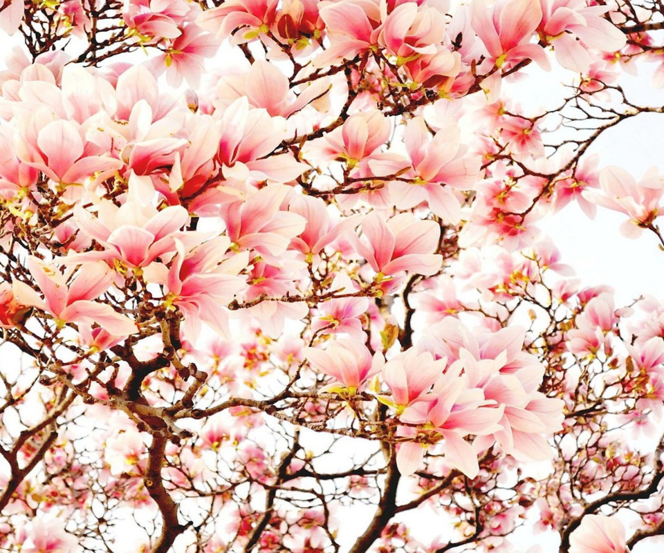 Pink Spring Flowers wallpaper 960x800