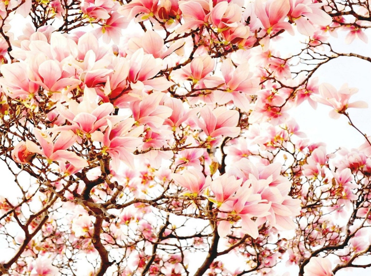Das Pink Spring Flowers Wallpaper