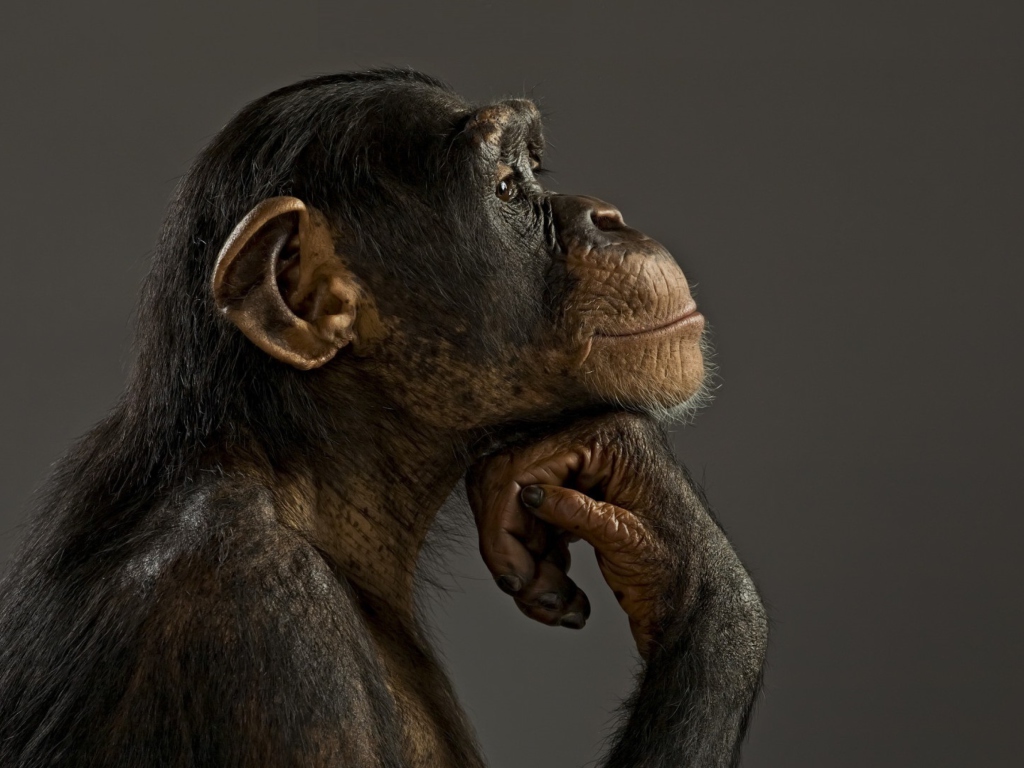 Fondo de pantalla Chimpanzee Modeling 1024x768