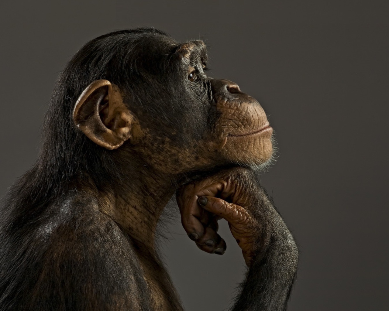 Screenshot №1 pro téma Chimpanzee Modeling 1280x1024