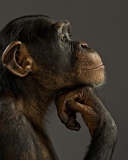 Fondo de pantalla Chimpanzee Modeling 128x160