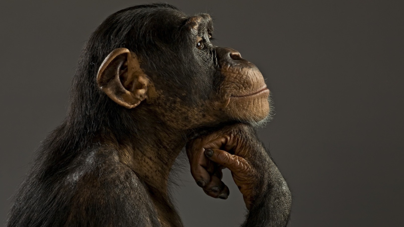 Fondo de pantalla Chimpanzee Modeling 1366x768