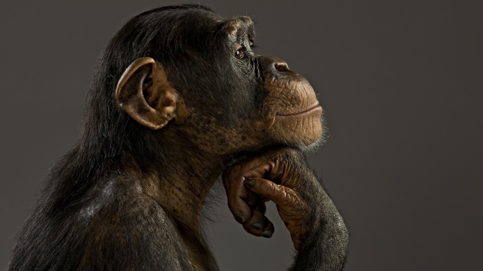 Das Chimpanzee Modeling Wallpaper 1600x900