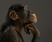 Das Chimpanzee Modeling Wallpaper 176x144