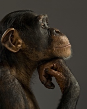 Screenshot №1 pro téma Chimpanzee Modeling 176x220