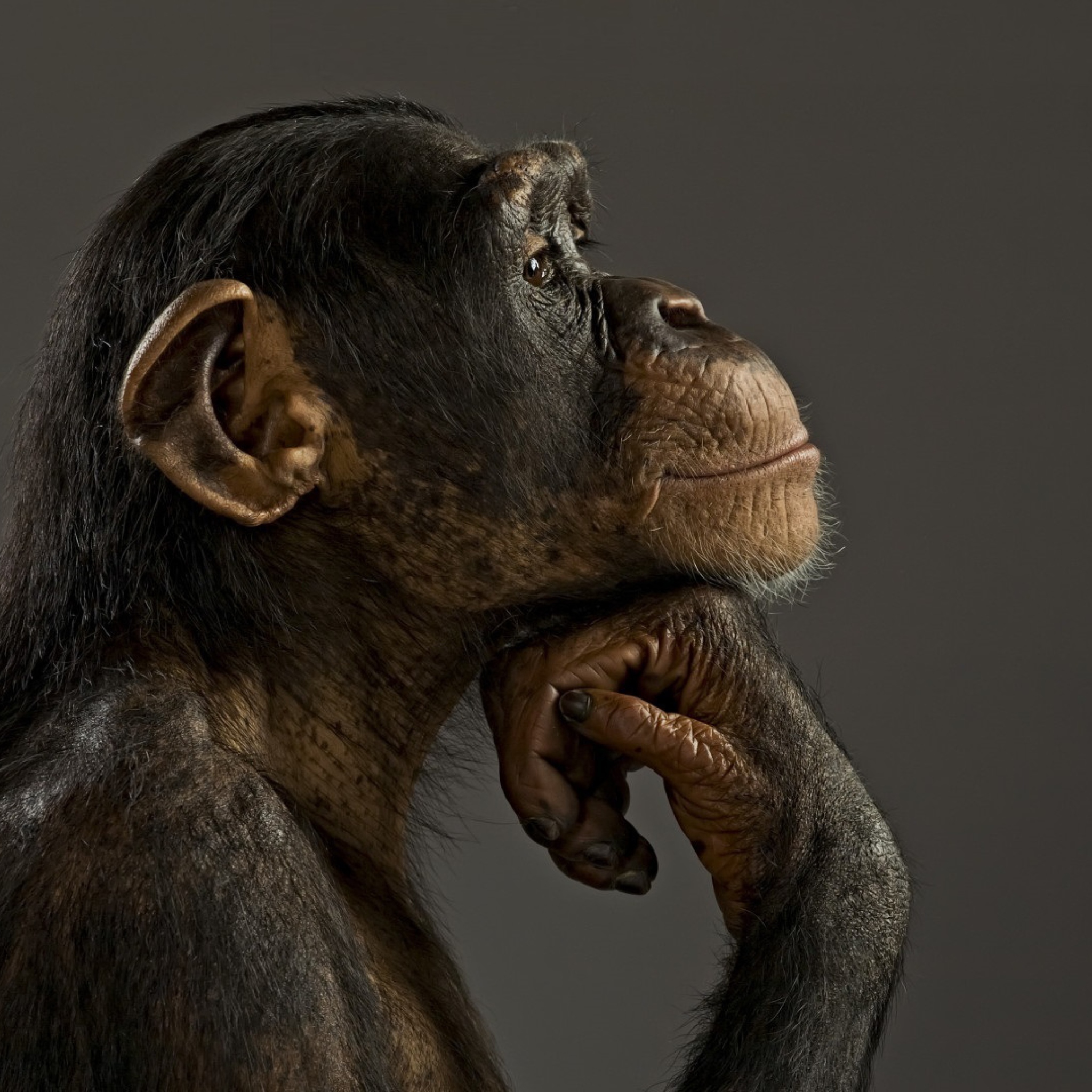 Обои Chimpanzee Modeling 2048x2048