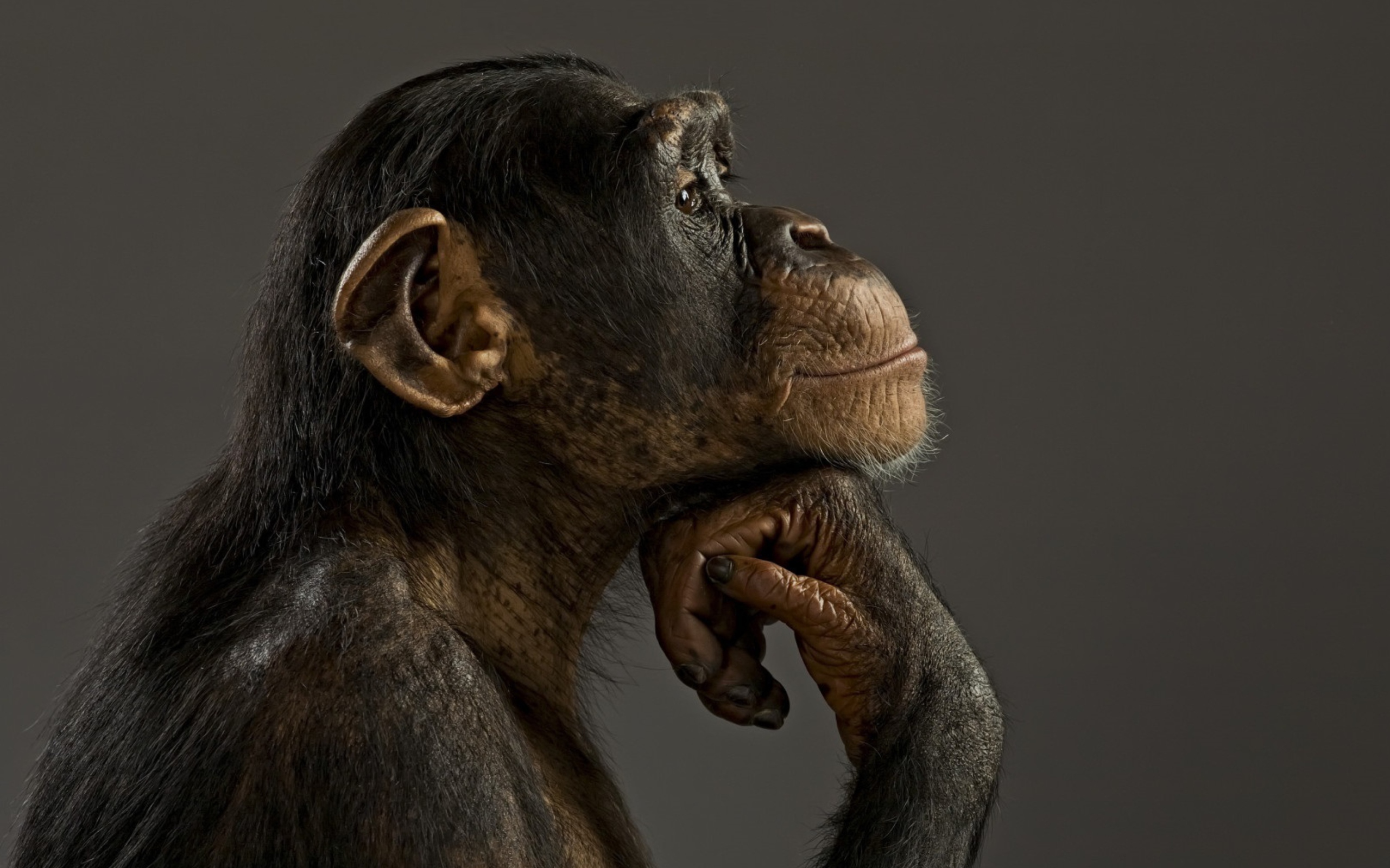 Chimpanzee Modeling wallpaper 2560x1600