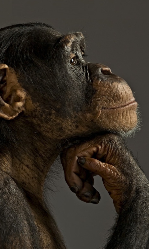 Sfondi Chimpanzee Modeling 480x800