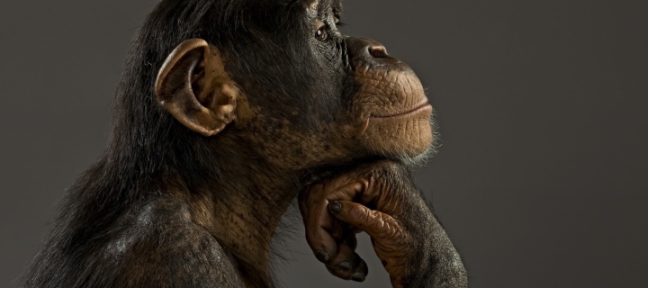 Screenshot №1 pro téma Chimpanzee Modeling 720x320