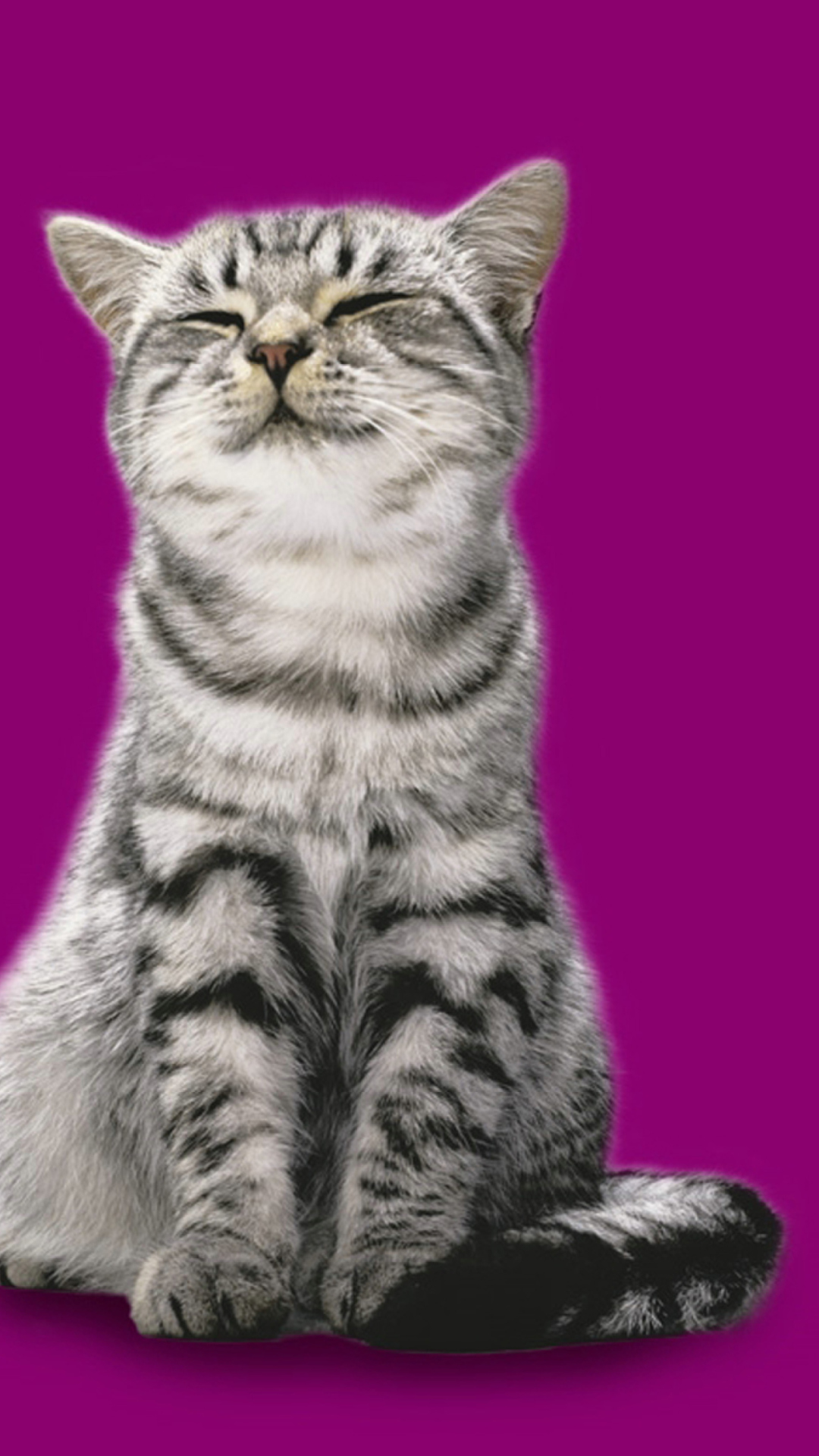 Whiskas Cat wallpaper 1080x1920