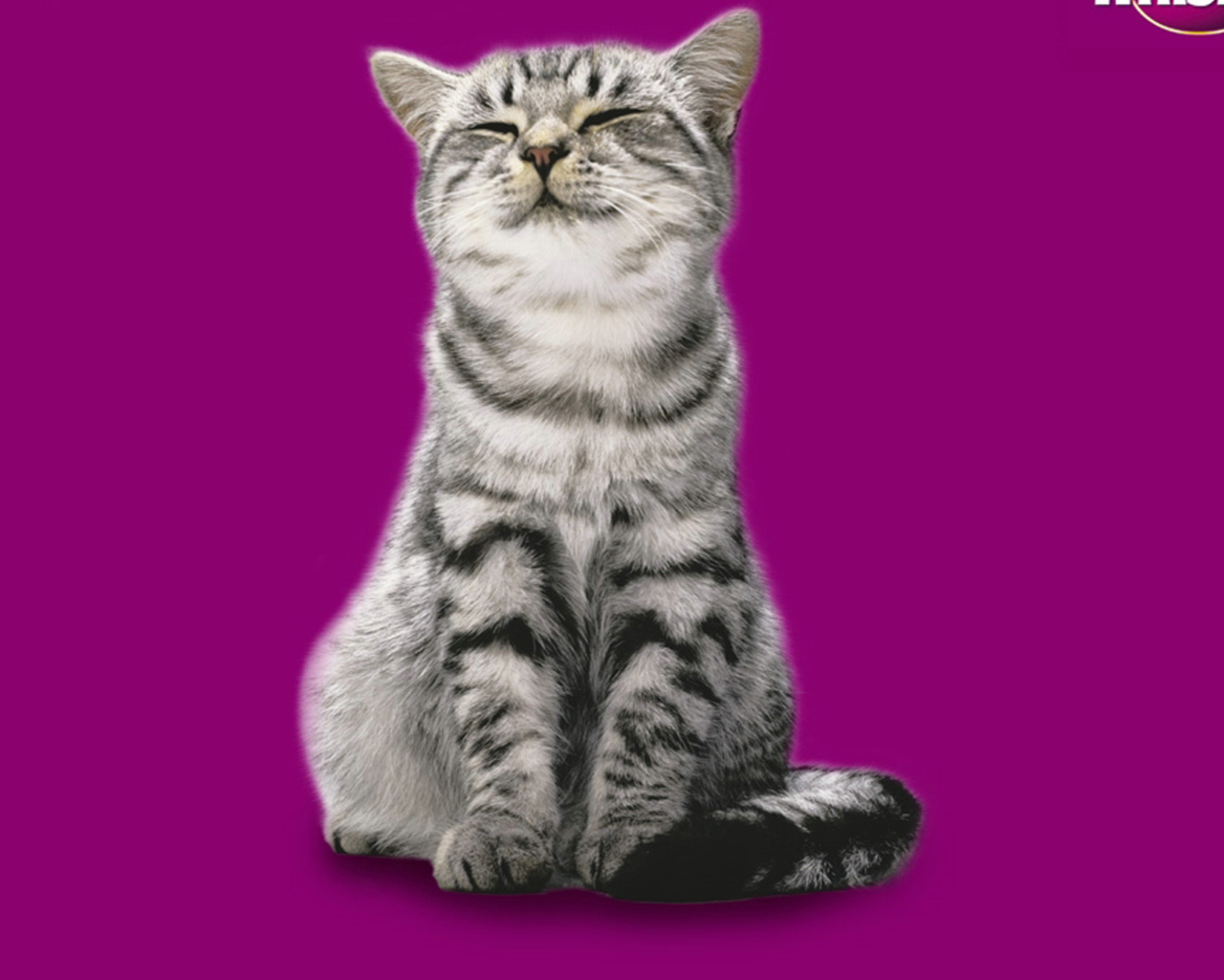 Whiskas Cat wallpaper 1280x1024