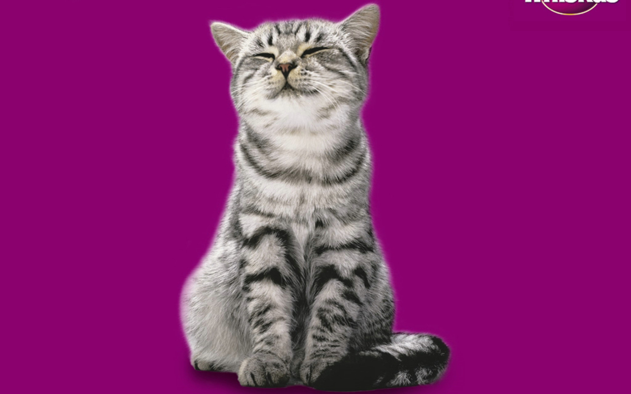 Das Whiskas Cat Wallpaper 1280x800