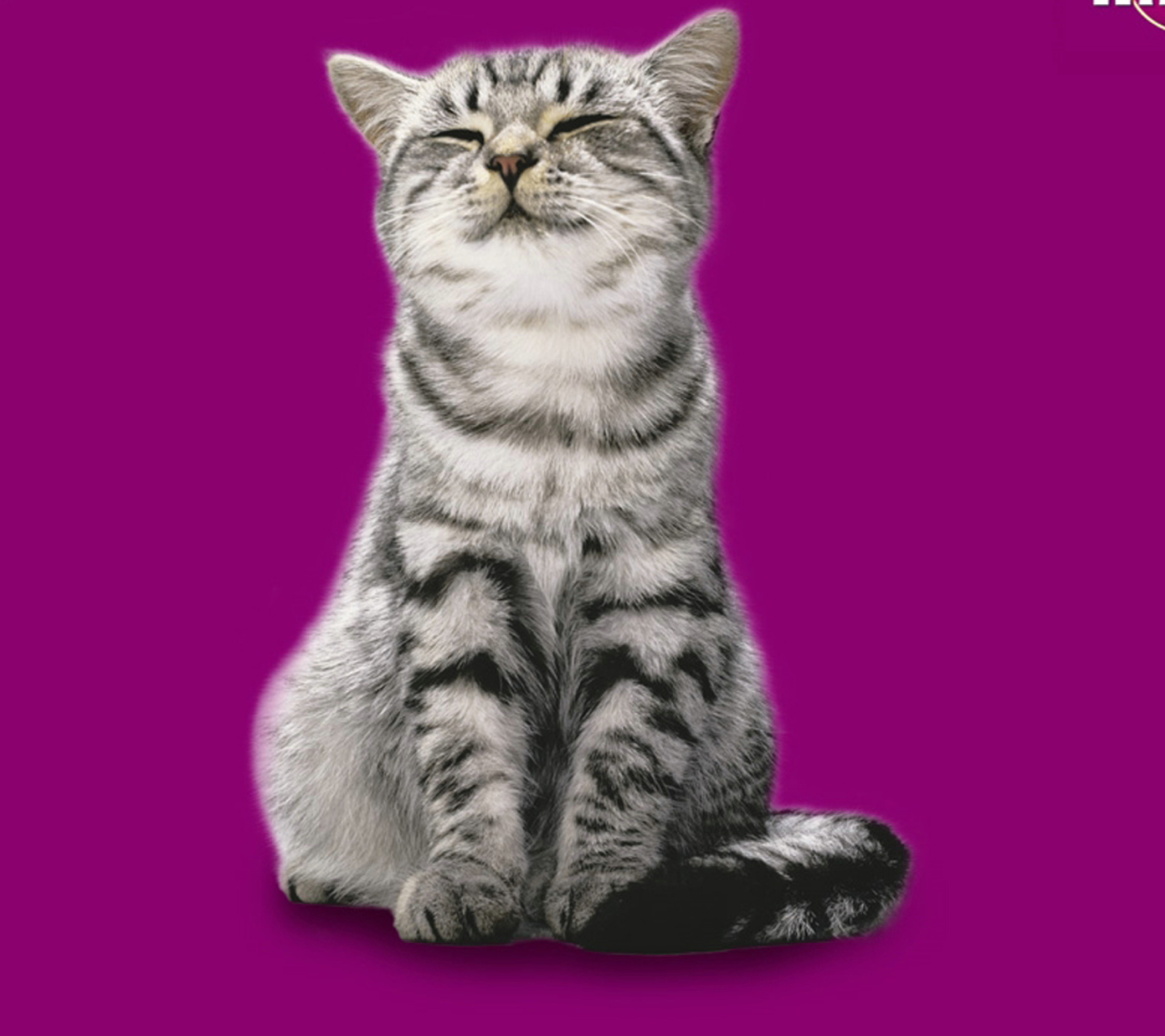 Screenshot №1 pro téma Whiskas Cat 1440x1280