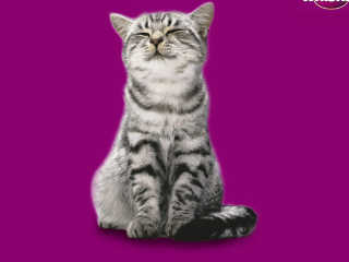 Whiskas Cat screenshot #1 320x240