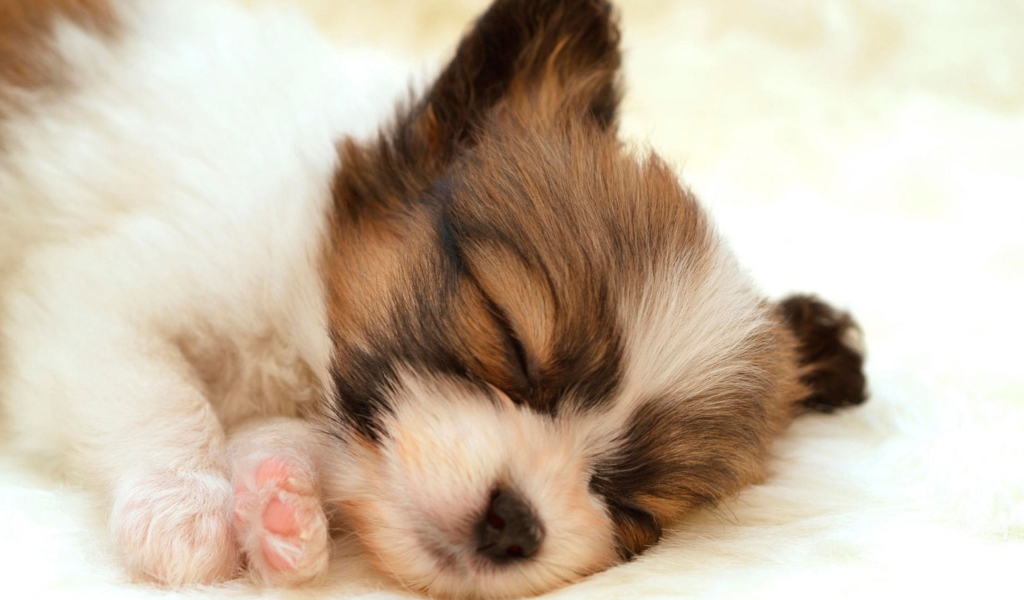 Fondo de pantalla Cute Sleeping Puppy 1024x600