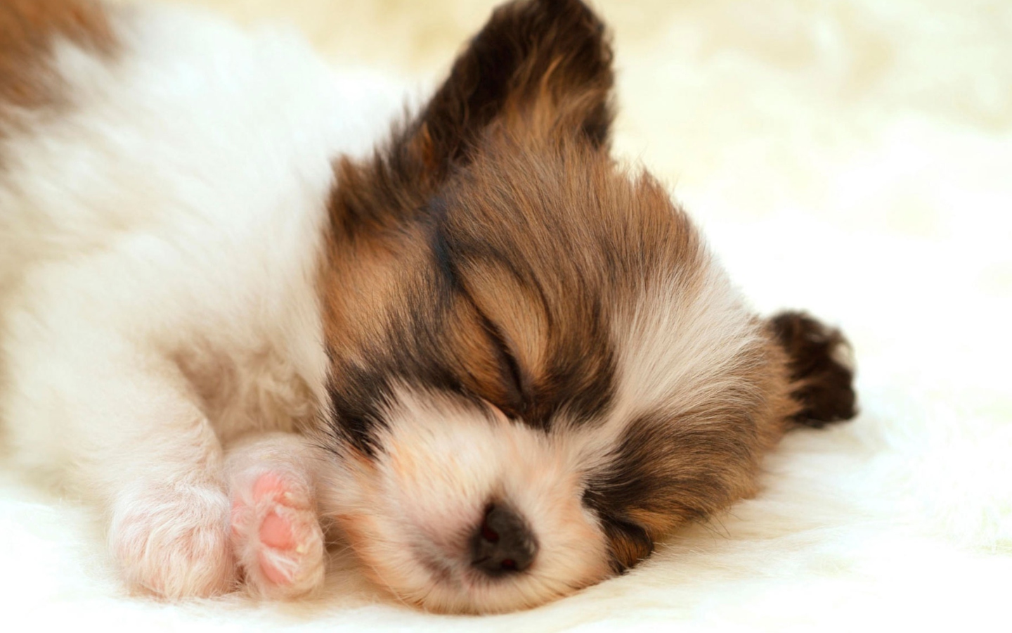Screenshot №1 pro téma Cute Sleeping Puppy 1440x900
