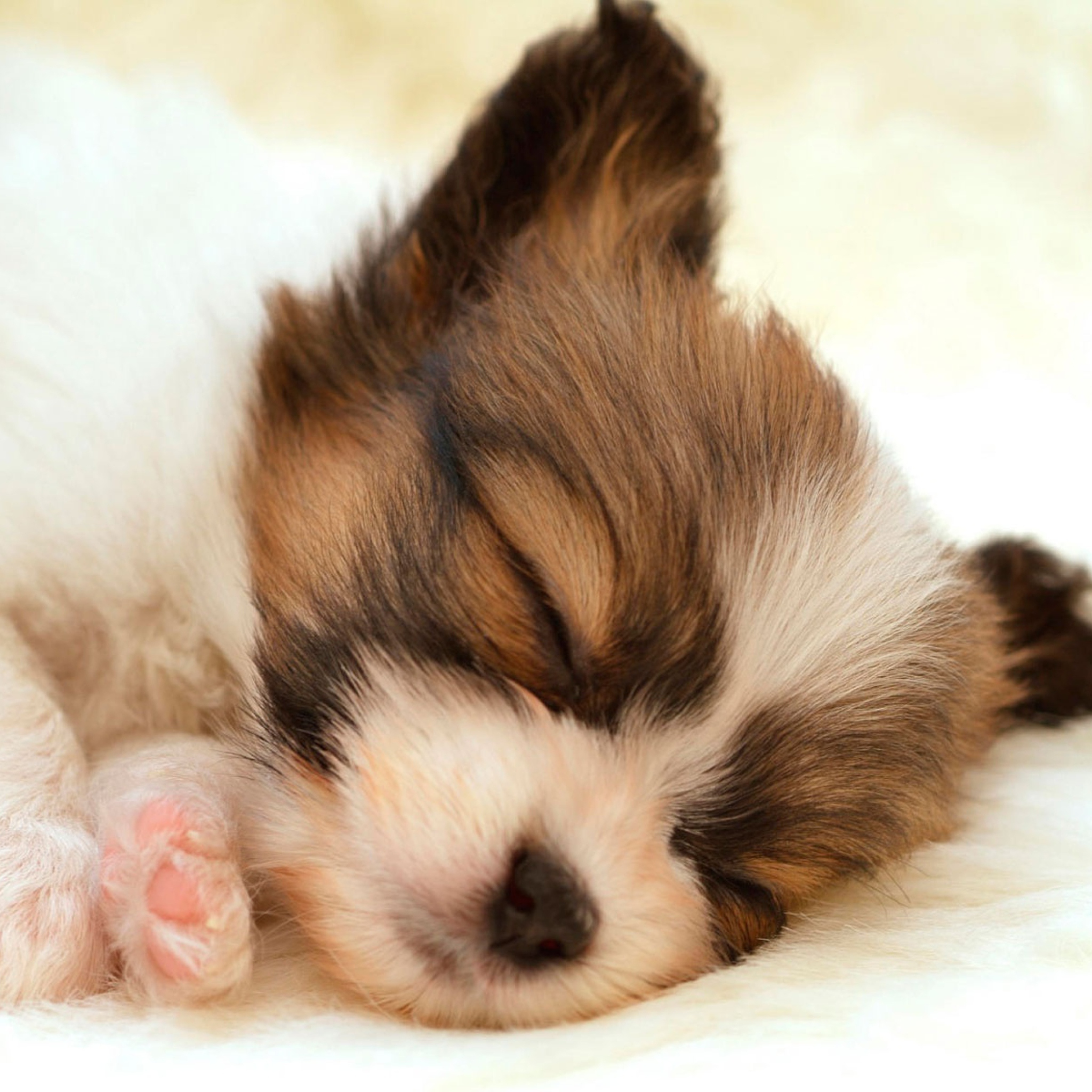 Fondo de pantalla Cute Sleeping Puppy 2048x2048