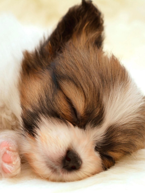 Das Cute Sleeping Puppy Wallpaper 480x640