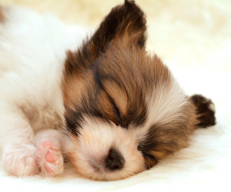 Cute Sleeping Puppy wallpaper 960x800