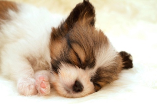 Cute Sleeping Puppy - Obrázkek zdarma 