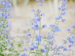Screenshot №1 pro téma Little Blue Flowers 320x240