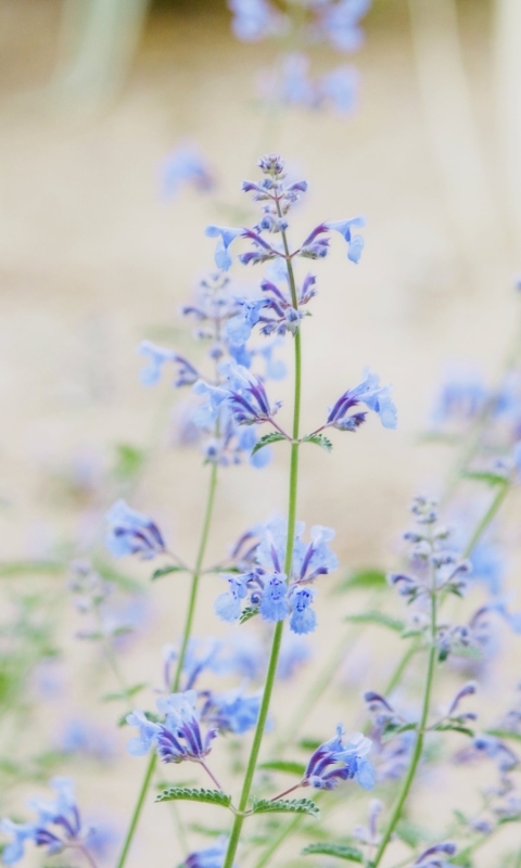 Обои Little Blue Flowers 480x800
