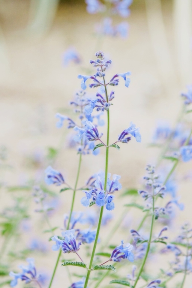 Das Little Blue Flowers Wallpaper 640x960