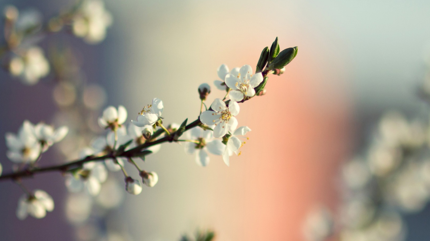 Screenshot №1 pro téma Spring Tree Blossoms 1366x768