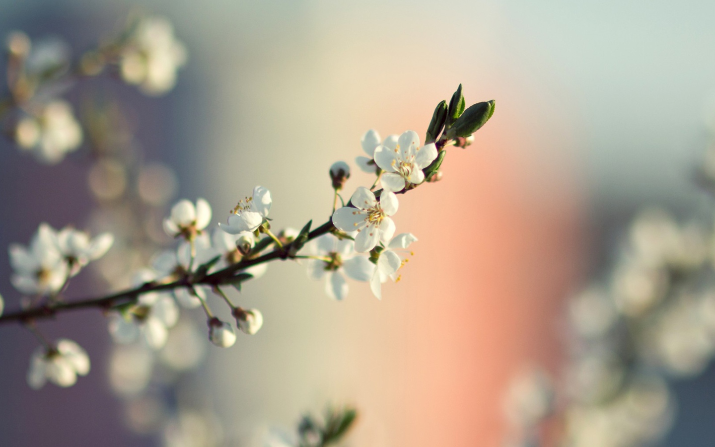 Screenshot №1 pro téma Spring Tree Blossoms 1440x900