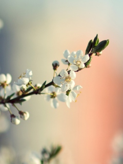 Spring Tree Blossoms screenshot #1 240x320