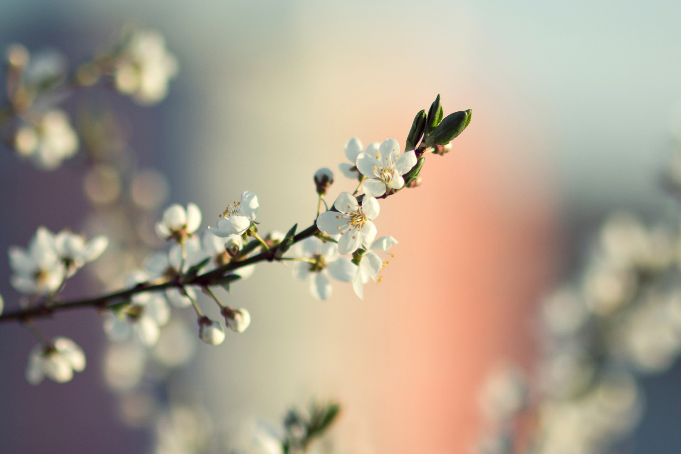 Screenshot №1 pro téma Spring Tree Blossoms 2880x1920