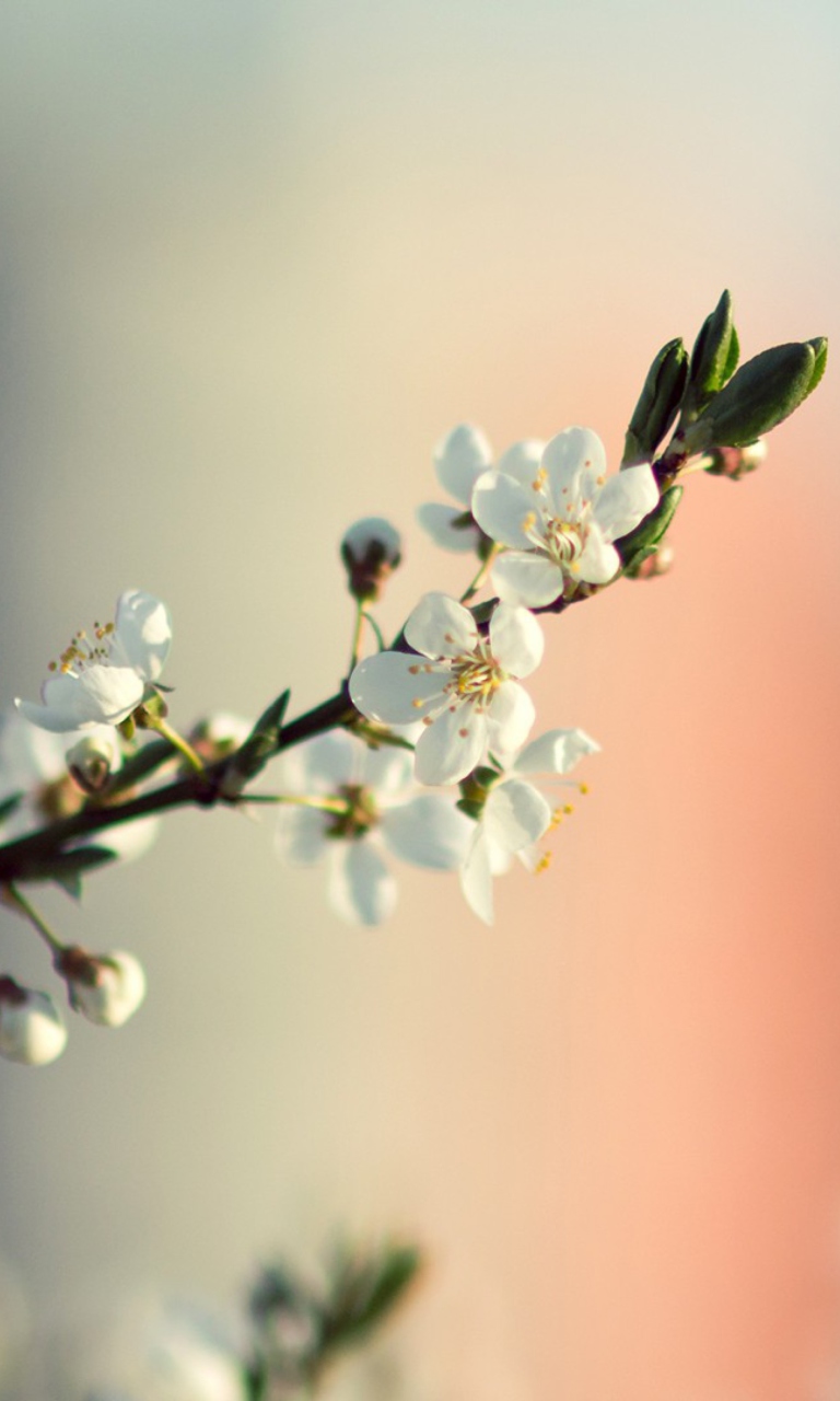Screenshot №1 pro téma Spring Tree Blossoms 768x1280