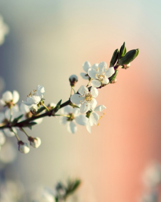 Spring Tree Blossoms - Obrázkek zdarma pro Nokia C6-01