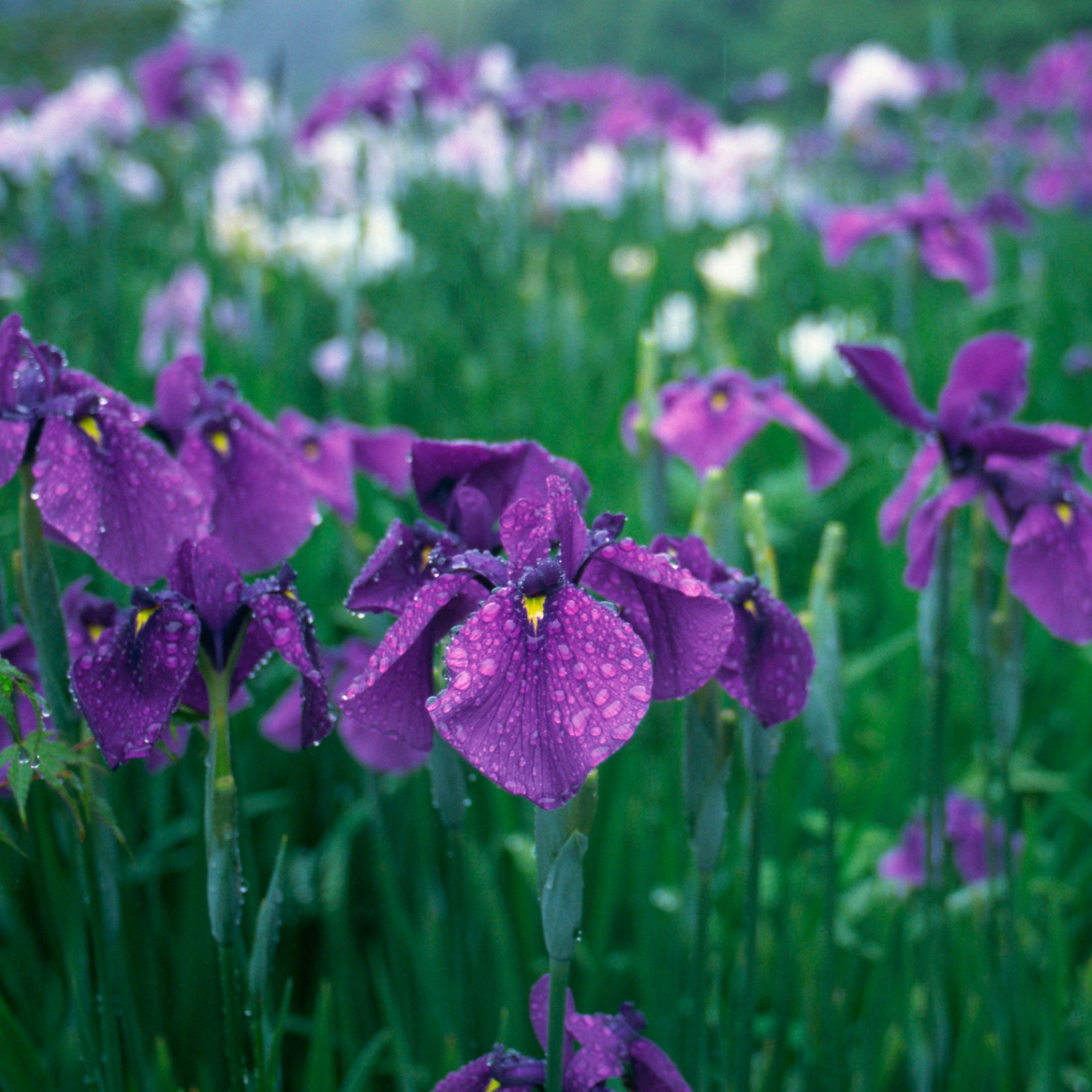 Iris Field wallpaper 2048x2048