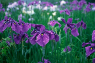 Iris Field - Obrázkek zdarma pro 1600x900