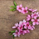 Das Pink Spring Flowers Wallpaper 128x128