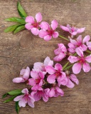 Pink Spring Flowers screenshot #1 128x160