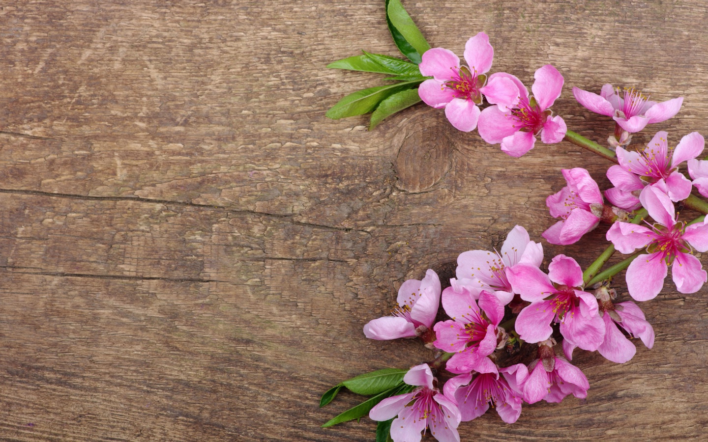 Das Pink Spring Flowers Wallpaper 1440x900