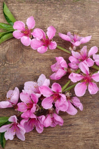 Pink Spring Flowers wallpaper 320x480