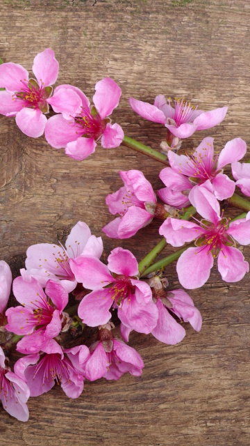 Обои Pink Spring Flowers 360x640