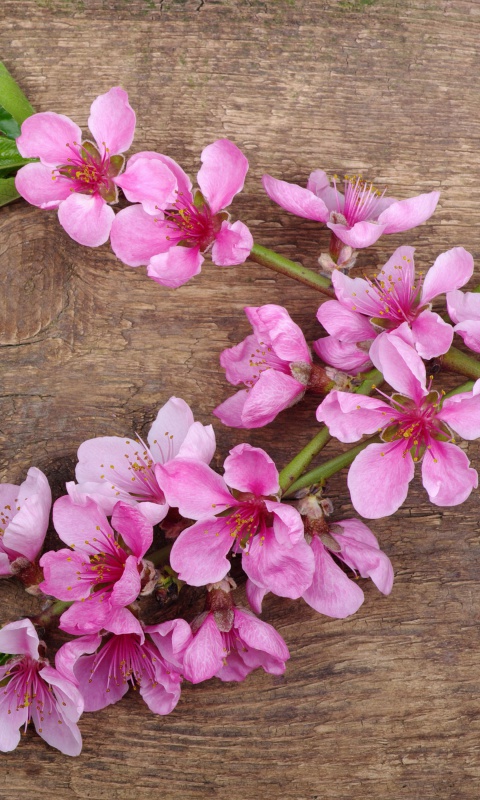 Das Pink Spring Flowers Wallpaper 480x800