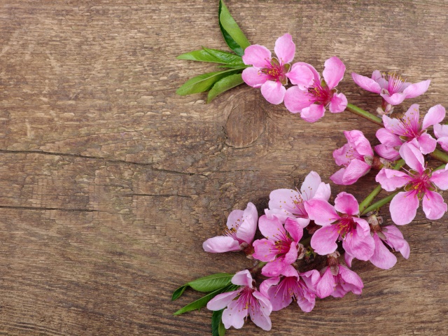 Pink Spring Flowers wallpaper 640x480