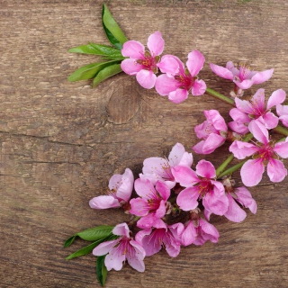 Kostenloses Pink Spring Flowers Wallpaper für 128x128